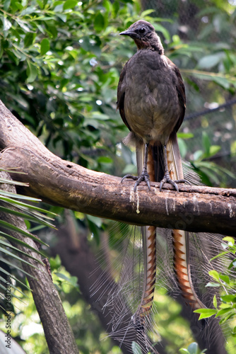 a lyre bird on a branch