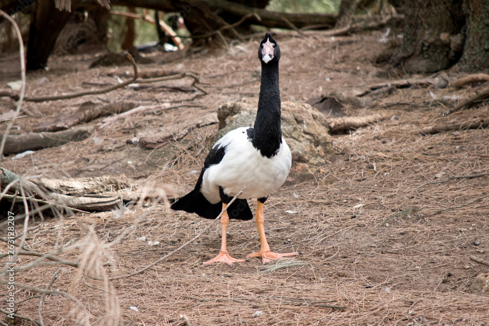 the magpie goose is looking around the magpie goose is looking around