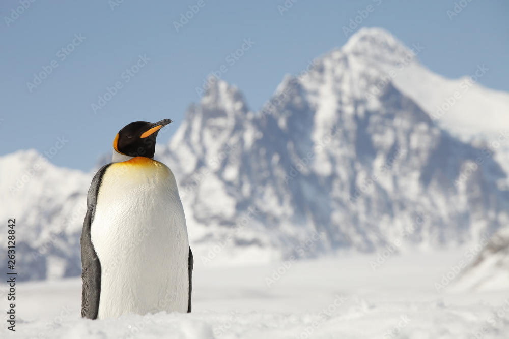 Fototapeta premium King Penguin on South Georgia Island
