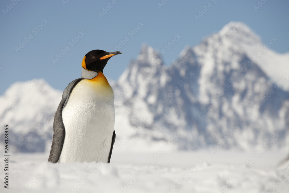 Naklejka premium King penguin on South Georgia Island