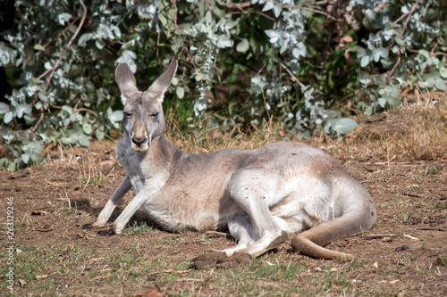 a red kangaroo rest