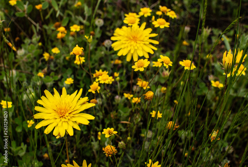 Yellow Wild Flowers