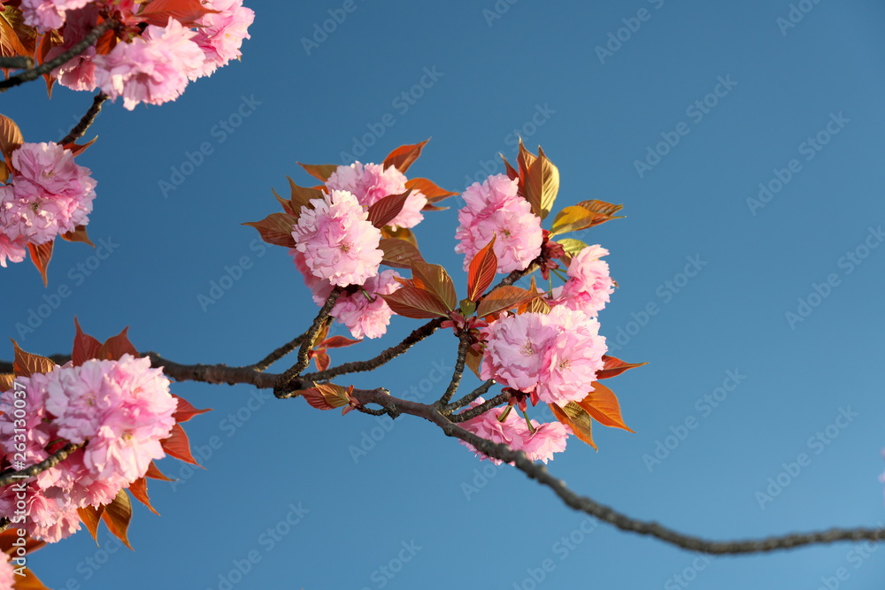 Tokyo,Japan-April 20, 2019: Double-flowered cherry blossoms in full bloom at the sunrise Tokyo,Japan-April 20, 2019: Double-flowered cherry blossoms in full bloom at the sunrise