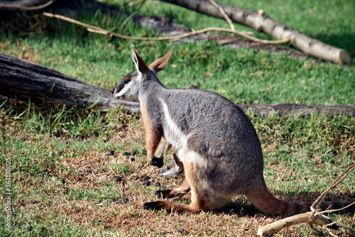 a yellow footed rock wallaby and her joey