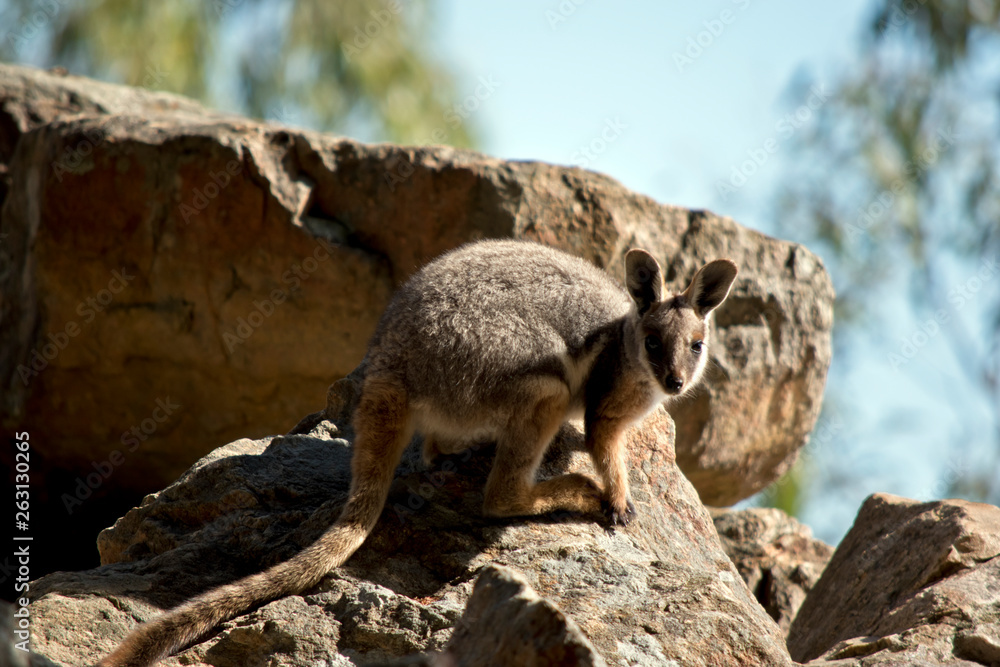 Naklejka premium a yellow footed rock wallaby on a rock