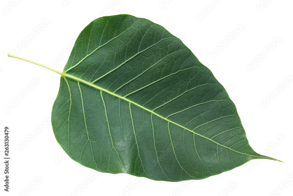 Bodhi leaf on white isolate background with clipping path. Bodhi leaf on white isolate background with clipping path.