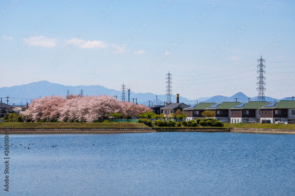 Cherry trees at park residential area ,Shikoku,Japan Cherry trees at park residential area ,Shikoku,Japan