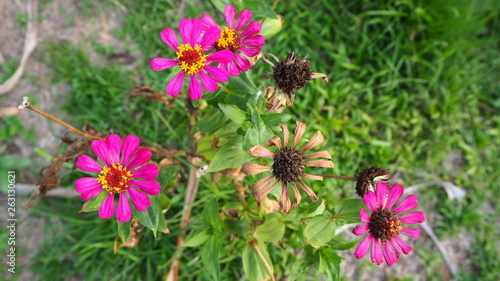 Zinnia is a genus of plants of the sunflower tribe within the daisy family.