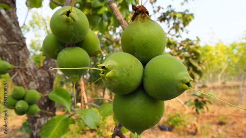 Careya arborea Roxb. is commonly known as Ceylon oak, patana oak, slow match tree, tummy wood, wild guava.