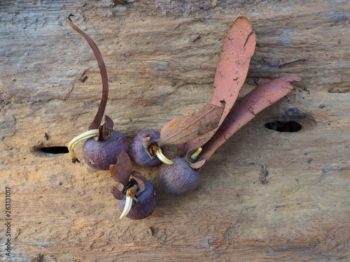 Hairy Keruing seeds. photo