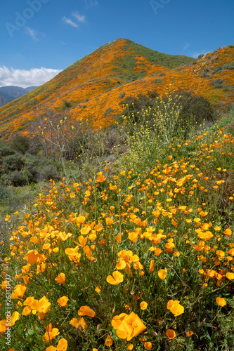 Beautiful poppy covered mountain in Walker Canyon during the superbloom on a sunny California day