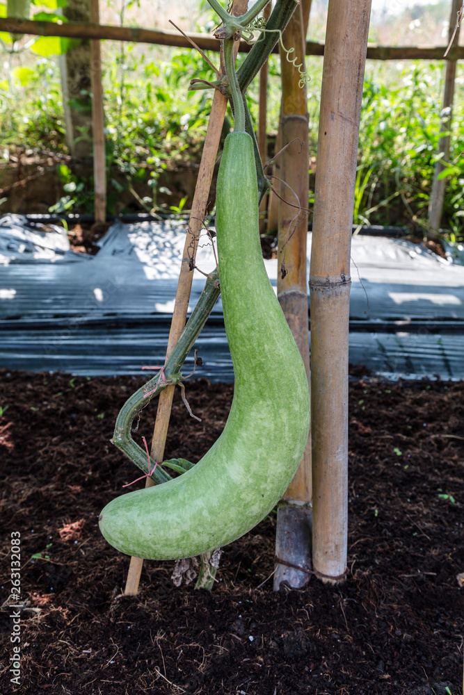 Fototapeta premium Fresh calabash hanging in the garden