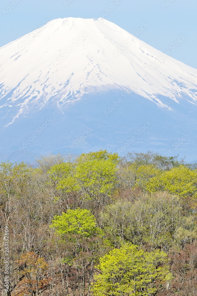 Fototapeta premium 新緑に富士山