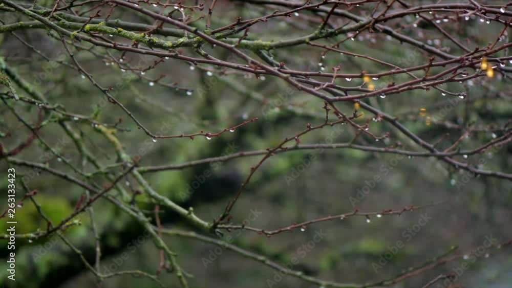 tracking close up shot of raindrops on the branches in the forest. Autumn weather b-roll tracking close up shot of raindrops on the branches in the forest. Autumn weather b-roll