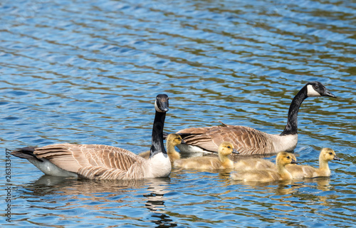 A family of Canada Geese. There are two adults, and five baby goslings. they are all swimming in water, the adults keeping close watch. Focus is on the babies. There is room for text. 