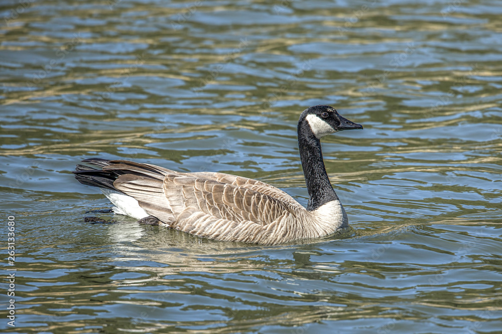 Canadian goose swimming in the water.
