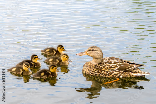 A mother duck and her ducklings. The mother is facing the babies, much like a teacher and her students. Room for text above.