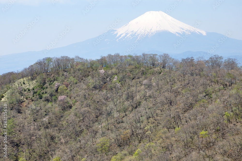 芽吹きの山地に富士山