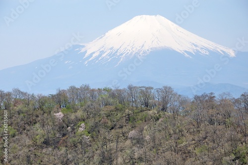 芽吹きの山地に富士山
