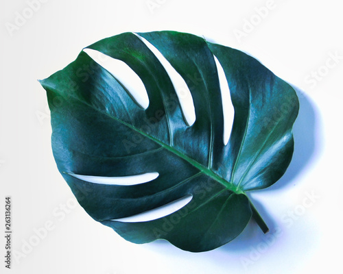 Single green Digitalia monstera leaf on white background photo