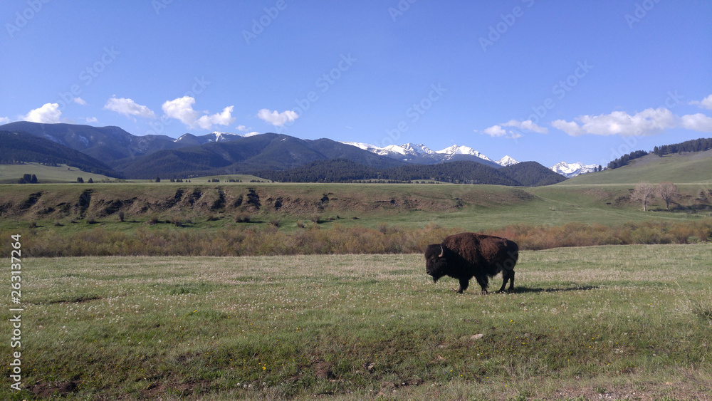 American bison (buffalo) standing in a pasture in foreground. Montana mountains and blue sky in background.