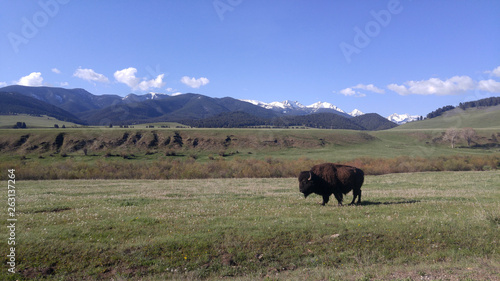 American bison (buffalo) standing in a pasture in foreground. Montana mountains and blue sky in background. photo