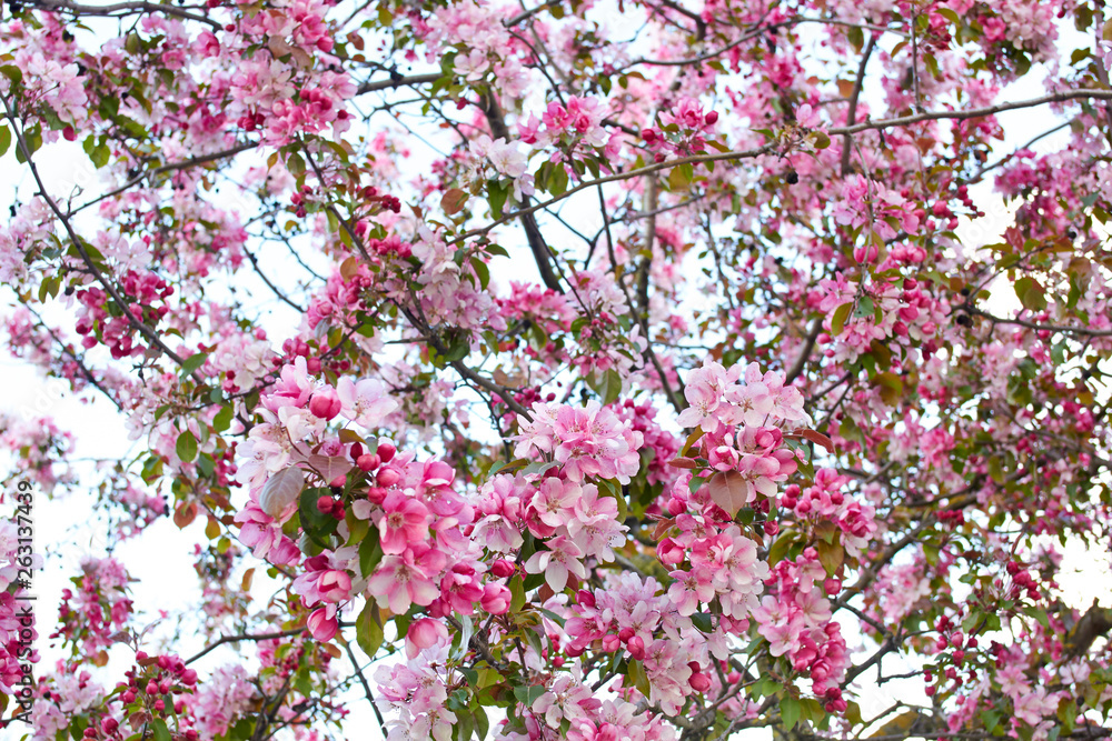 blooming cherry tree blooming cherry tree