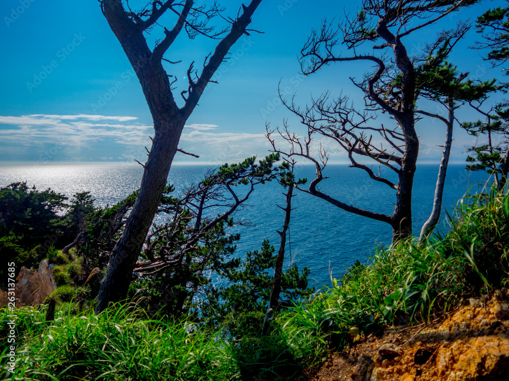 Obraz premium 【静岡県伊豆半島ジオパーク】夏の西伊豆黄金崎の風景