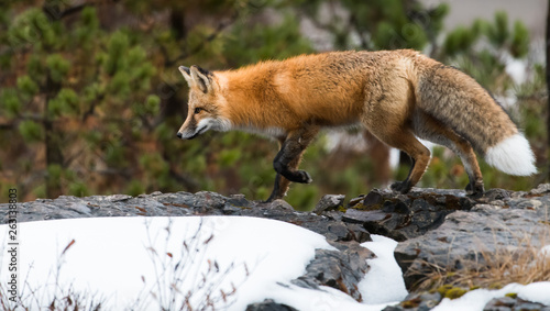 Red fox in the wild