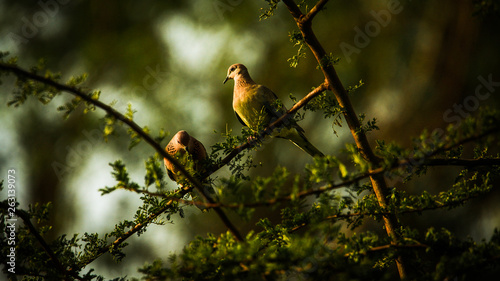 bird on a branch © Parakkal Navab