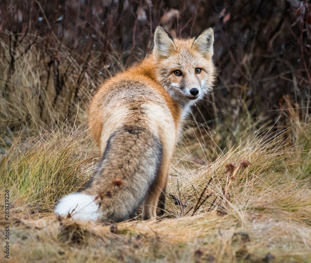 Fototapeta premium Red fox in the wild