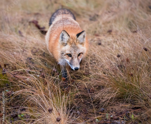 Red fox in the wild photo