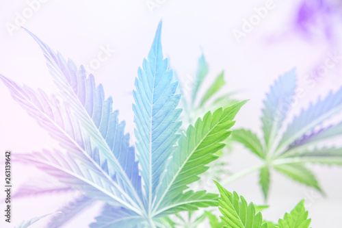 marijuana leaves on light, Cannabis vegetation plants, hemp marijuana CBD, marijuana legalization, indoor grow cannabis indica, white background cultivation cannabis, light leaks light leaks
