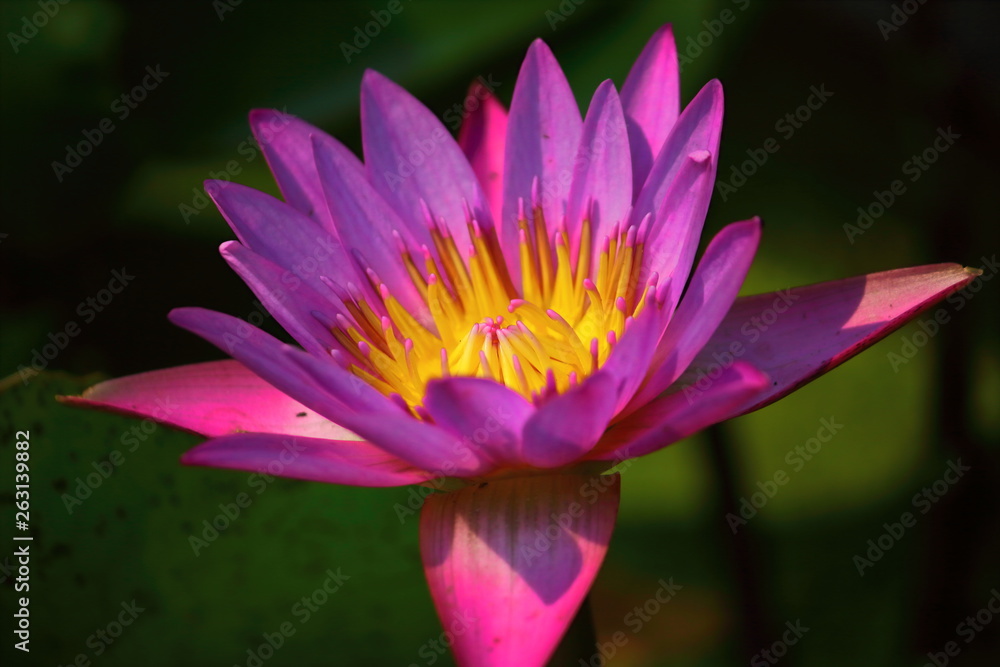close up beautiful single blooming purple lotus close up beautiful single blooming purple lotus