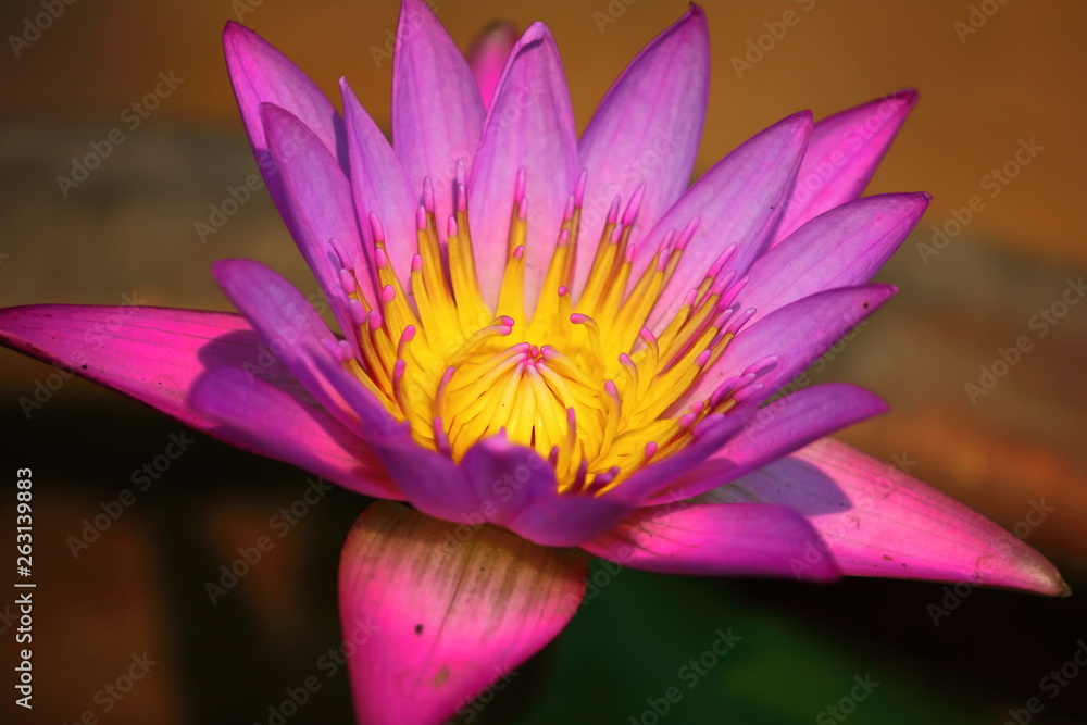 close up beautiful single blooming purple lotus close up beautiful single blooming purple lotus