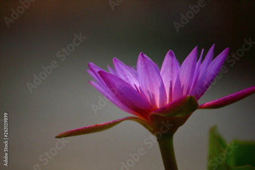 close up beautiful single blooming purple lotus