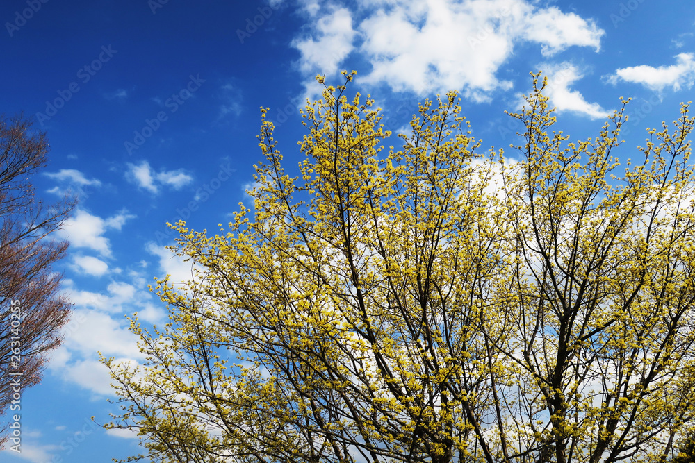 サンシュユは早春の花