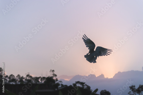 a flying backstyle corella bird flying silhouette with sunrise sky in summer early morning Australia beauty in nature