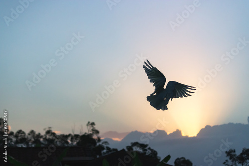 a flying corella bird flying silhouette with sunrise sky in summer early morning Australia beauty in nature