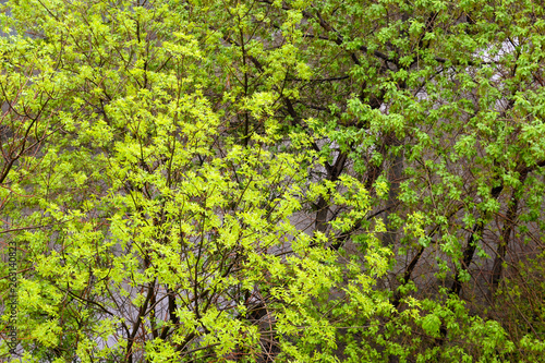 Green trees. Background