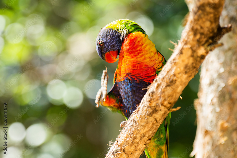 Naklejka premium Rainbow lorikeet