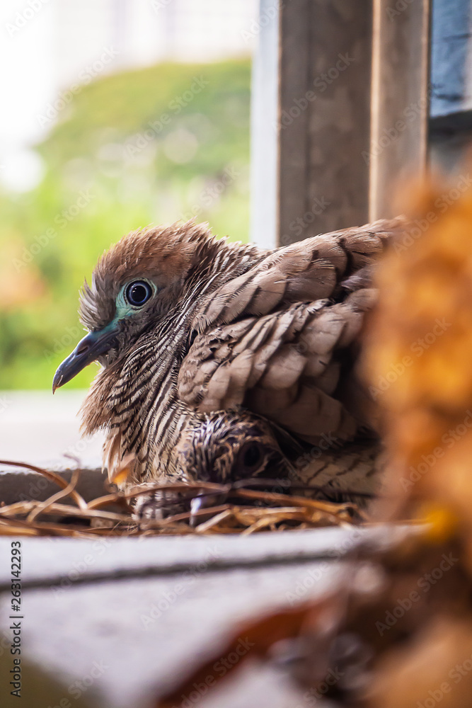 Obraz premium Spotted dove Birds are hatching
