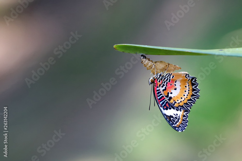 Fototapete Leopard Lacewing Butterfly on Chrysalis in the garden.