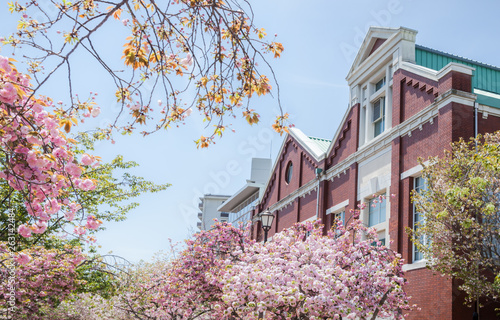 Mint Museum (Zohei hakubutsukan) and cherry blossoms (Sakura-no-Torinuke) in Osaka, Japan