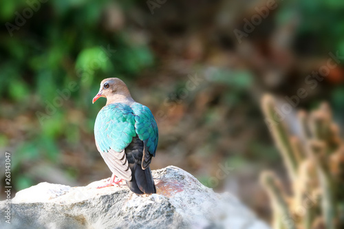 Image of bird, Common Emerald Dove on nature background. photo