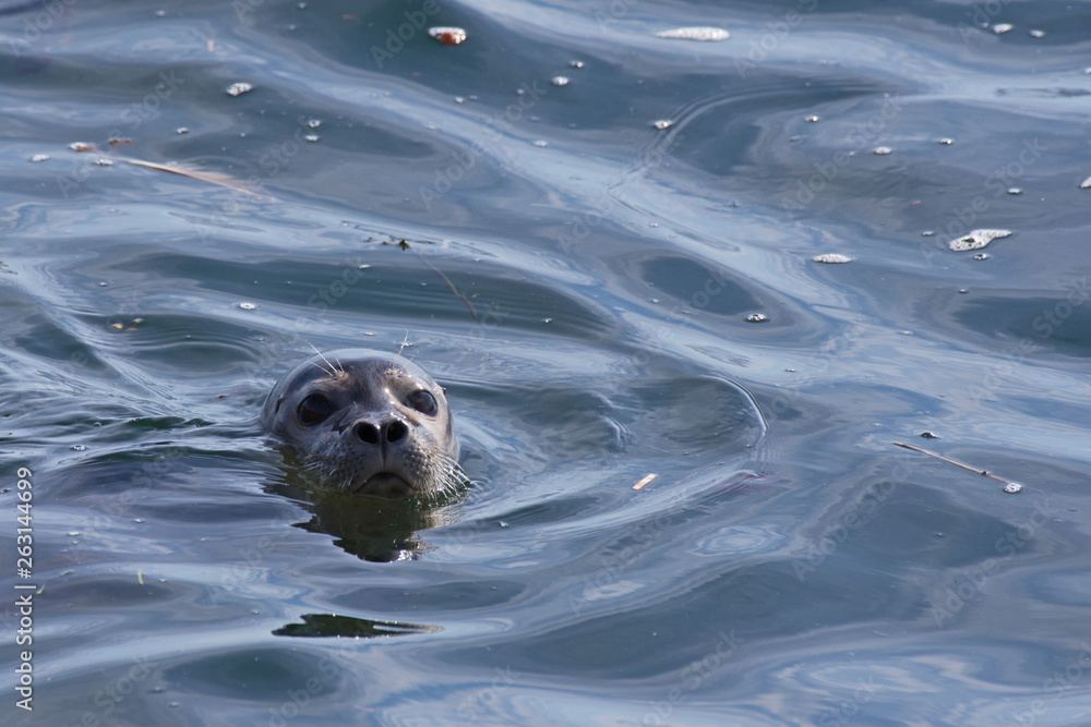 Fototapeta premium Phoque commun