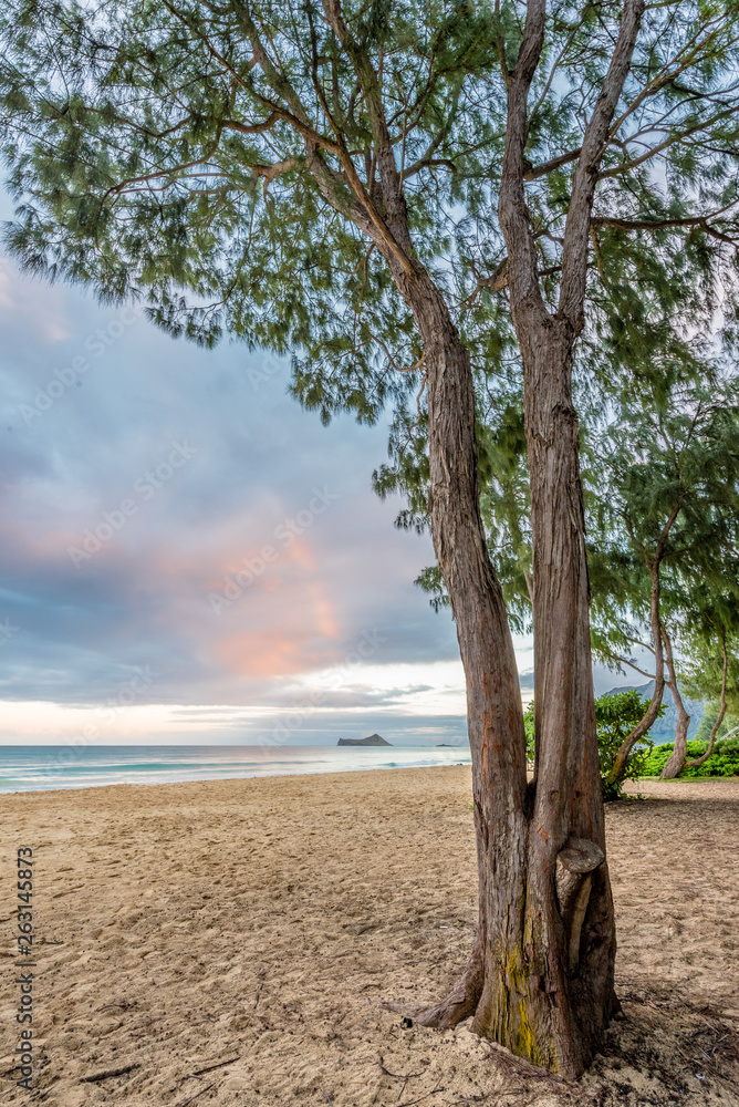Waimanalo Beach, Rabbit Island and Ironwood Trees on the windward side of Oahu, Hawaii