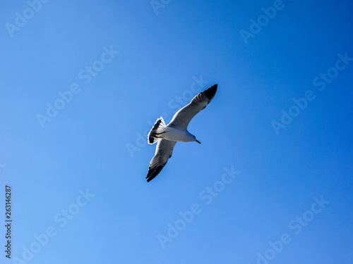 Seagulls on the sea, under the blue sky