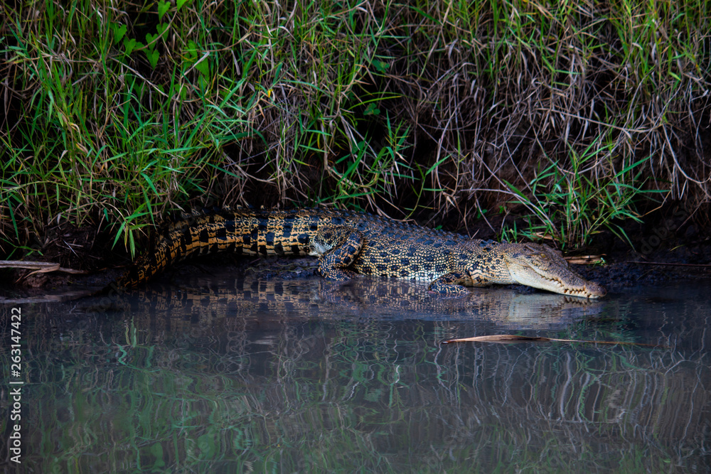 Fototapeta premium crocodile in billabong