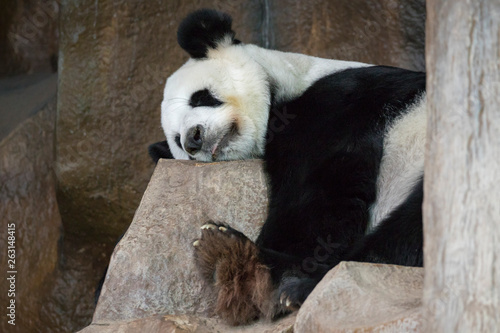 Fototapeta Naklejka Na Ścianę i Meble -  Image of a panda is sleeping on the rocks. Wild Animals.